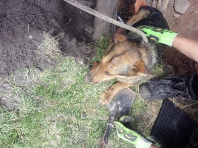 Pies uwięziony pod ziemią. Suczkę uratowali strażacy [ZDJĘCIA, WIDEO] - 0