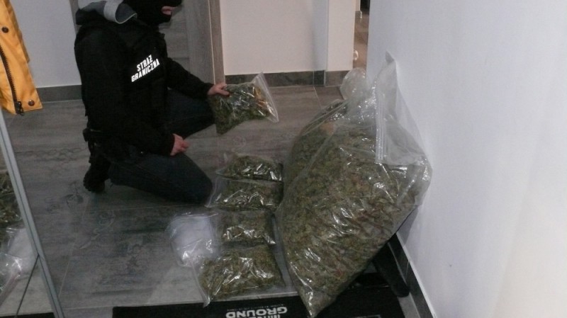 W jego mieszkaniu znaleźli ponad 11 kilogramów marihuany - 