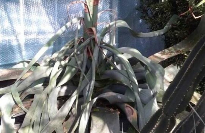 Ostatnie chwile wałbrzyskiej agawy [ZDJĘCIA] - fot. Palmiarnia Wałbrzych