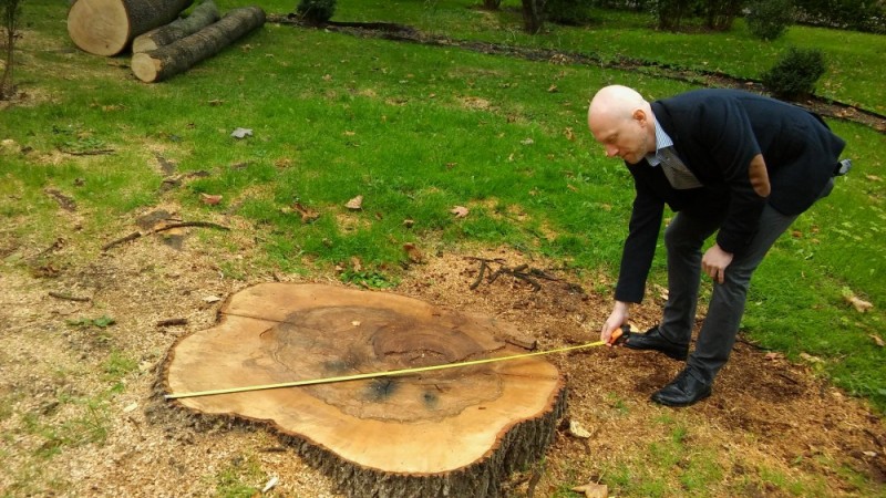 Lubin: Ścięli pięć okazałych drzew. Mieszkańcy chcą zgłosić sprawę do prokuratury - zdjęcia: Andrzej Andrzejewski