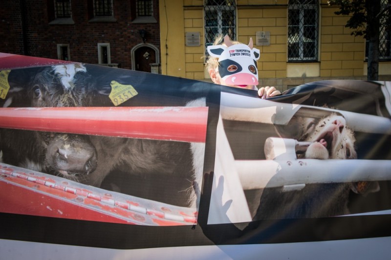 Stop transportowi żywych zwierząt - protest na wrocławskim rynku - 