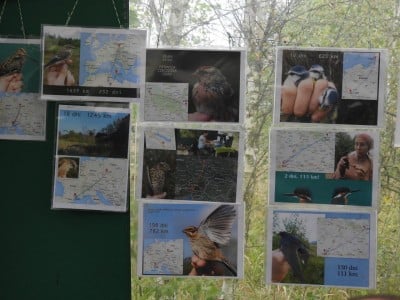 Badania ptaków nad zalewem Bukówka  [FOTO] - 17