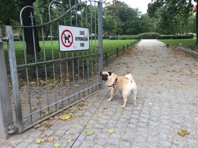 Do tych parków nie wejdziesz z psem. Czy to legalne? - 0