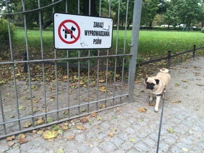 Do tych parków nie wejdziesz z psem. Czy to legalne? - 1
