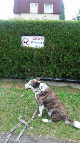 Do tych parków nie wejdziesz z psem. Czy to legalne? - 4