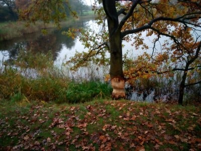 Wrocław: Bobry na Maślicach. "Obgryzły kilkadziesiąt drzew, pomocy!" - 1