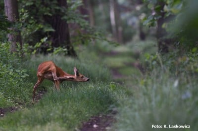 Magiczny świat w obiektywie Kazimierza Laskowicza [UNIKALNE ZDJĘCIA] - 0