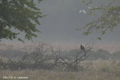 Magiczny świat w obiektywie Kazimierza Laskowicza [UNIKALNE ZDJĘCIA] - 13