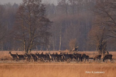 Magiczny świat w obiektywie Kazimierza Laskowicza [UNIKALNE ZDJĘCIA] - 28