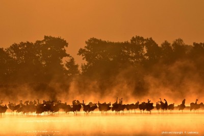 Magiczny świat w obiektywie Kazimierza Laskowicza [UNIKALNE ZDJĘCIA] - 37