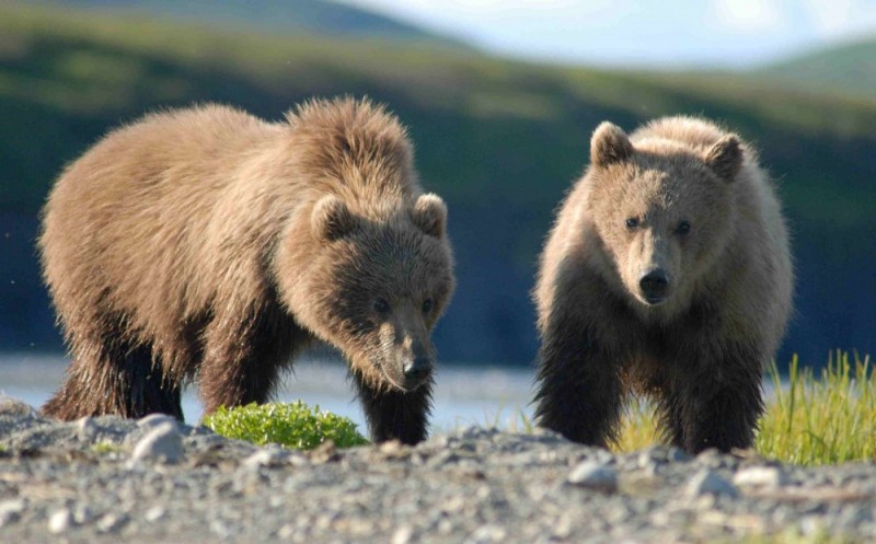 Niedźwiedzie w powiecie lwóweckim? Leśnicy nie potwierdzają, ale i nie zaprzeczają - fot. Carl Chapman/CC BY 2.0