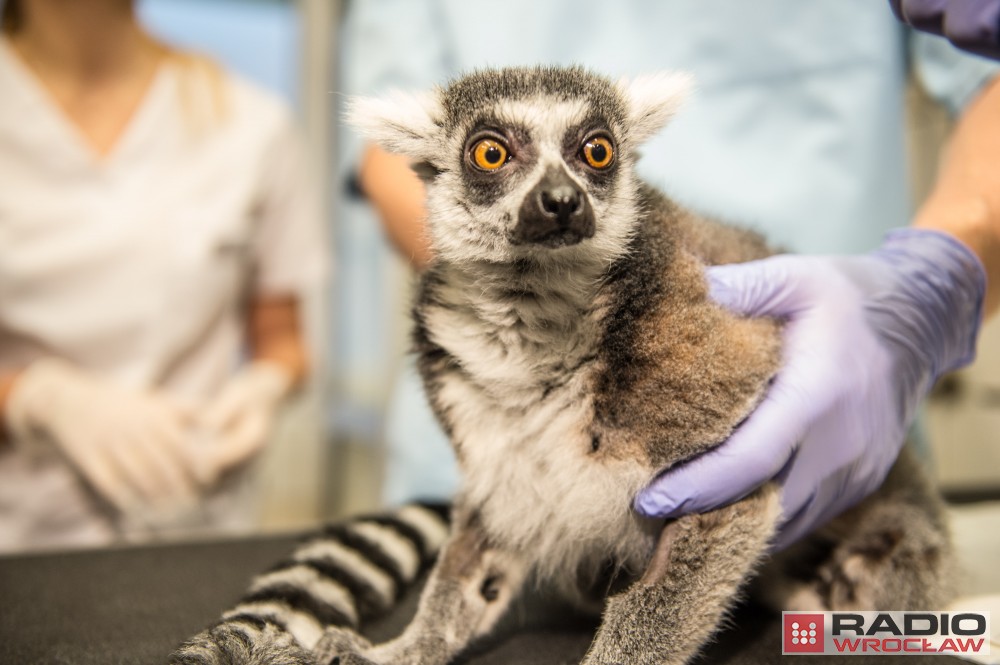 Uniwersytet Przyrodniczy: Operowali lemura Juliana [ZDJĘCIA]