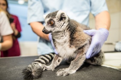 Uniwersytet Przyrodniczy: Operowali lemura Juliana [ZDJĘCIA] - 1