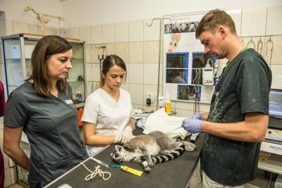 Uniwersytet Przyrodniczy: Operowali lemura Juliana [ZDJĘCIA] - 2