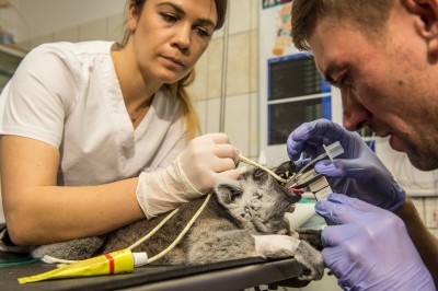 Uniwersytet Przyrodniczy: Operowali lemura Juliana [ZDJĘCIA] - 3
