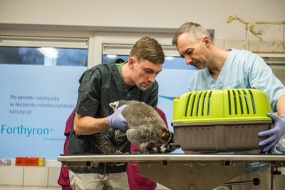 Uniwersytet Przyrodniczy: Operowali lemura Juliana [ZDJĘCIA] - 4