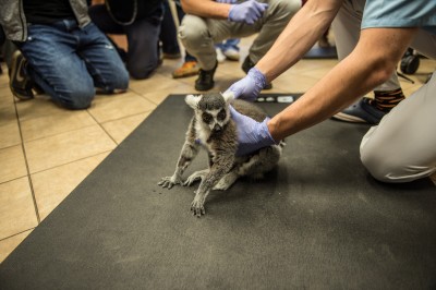 Uniwersytet Przyrodniczy: Operowali lemura Juliana [ZDJĘCIA] - 5