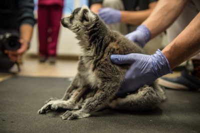 Uniwersytet Przyrodniczy: Operowali lemura Juliana [ZDJĘCIA] - 6