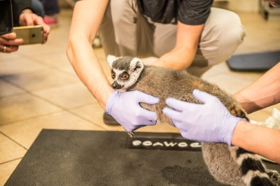 Uniwersytet Przyrodniczy: Operowali lemura Juliana [ZDJĘCIA] - 7