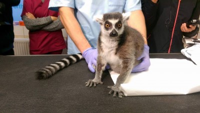 Uniwersytet Przyrodniczy: Operowali lemura Juliana [ZDJĘCIA] - 8