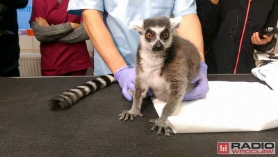 Uniwersytet Przyrodniczy: Operowali lemura Juliana [ZDJĘCIA]