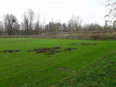 Nowe boisko baseballowe we Wrocławiu zdewastowane [ZDJĘCIA] - 13