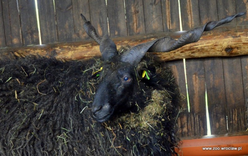 Zwierzęta z ZOO jadą na Wittigowo - 