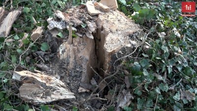 Wycinka drzew w Parku Grabiszyńskim. "Jest zgoda i nie ma wyjścia" [WIDEO] - 3