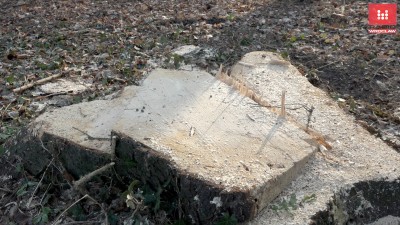 Wycinka drzew w Parku Grabiszyńskim. "Jest zgoda i nie ma wyjścia" [WIDEO] - 5