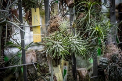 Pierwsze w historii zimowe otwarcie ogrodu botanicznego [ZDJĘCIA] - 9