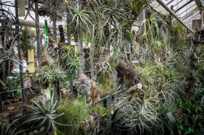 Pierwsze w historii zimowe otwarcie ogrodu botanicznego [ZDJĘCIA] - 10