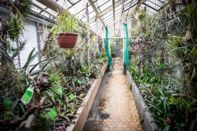 Pierwsze w historii zimowe otwarcie ogrodu botanicznego [ZDJĘCIA] - 11