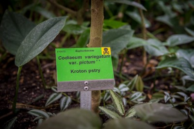 Pierwsze w historii zimowe otwarcie ogrodu botanicznego [ZDJĘCIA] - 15