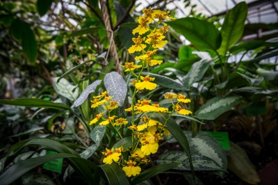Pierwsze w historii zimowe otwarcie ogrodu botanicznego [ZDJĘCIA] - 16