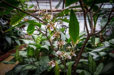 Pierwsze w historii zimowe otwarcie ogrodu botanicznego [ZDJĘCIA] - 17