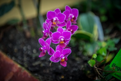 Pierwsze w historii zimowe otwarcie ogrodu botanicznego [ZDJĘCIA] - 21
