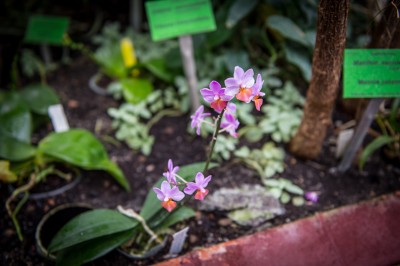 Pierwsze w historii zimowe otwarcie ogrodu botanicznego [ZDJĘCIA] - 23