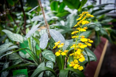 Pierwsze w historii zimowe otwarcie ogrodu botanicznego [ZDJĘCIA] - 24
