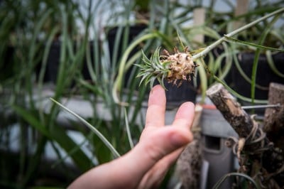 Pierwsze w historii zimowe otwarcie ogrodu botanicznego [ZDJĘCIA] - 7