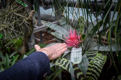 Pierwsze w historii zimowe otwarcie ogrodu botanicznego [ZDJĘCIA] - 8