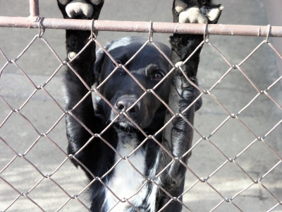 Jelenia Góra: Kilkanaście psów wyrzuconych na mróz