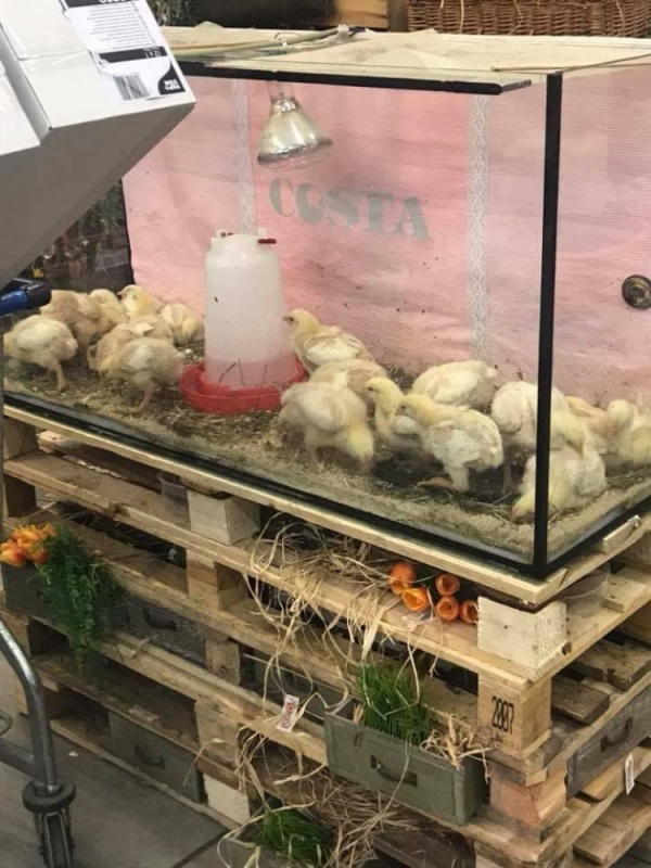 Kurczaki w terrarium jako ozdoba? Mieszkańcy zawiadomili TOZ - fot. Facebook