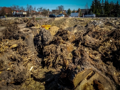 Wrocław: Przebudowa Buforowej - przyglądamy się wycince drzew [FOTO] - 6