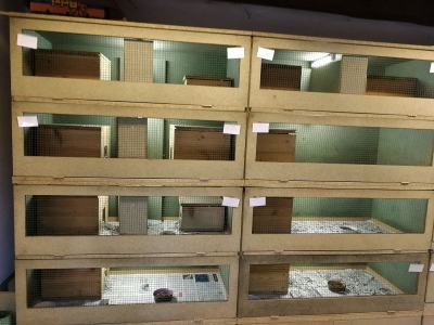 Trwa rozbudowa kłodzkiego ośrodka rehabilitacji dla jeży. Szpital przeżywa oblężenie - 10