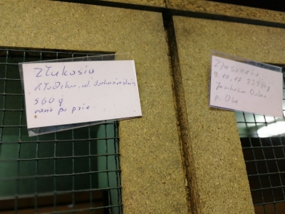 Trwa rozbudowa kłodzkiego ośrodka rehabilitacji dla jeży. Szpital przeżywa oblężenie - 13