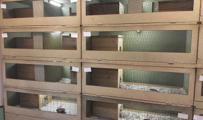Trwa rozbudowa kłodzkiego ośrodka rehabilitacji dla jeży. Szpital przeżywa oblężenie - 1