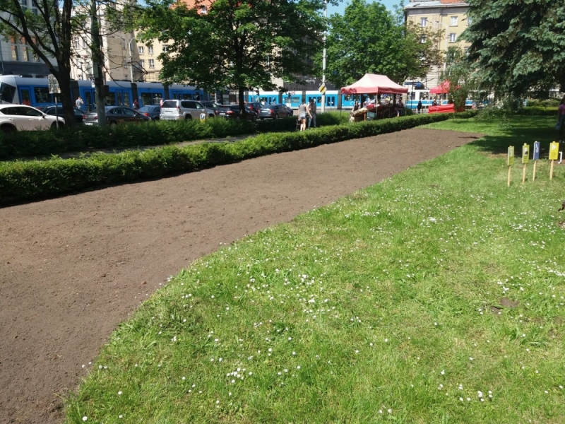 Łąka pełna kwiatów rozkwita w centrum Wrocławia - fot. Dorota Kuźnik