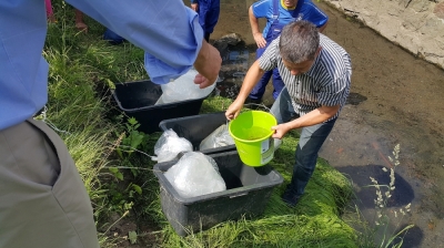 To pierwsze ryby w Szczawniku od co najmniej dw&oacute;ch stuleci [ZDJĘCIA]