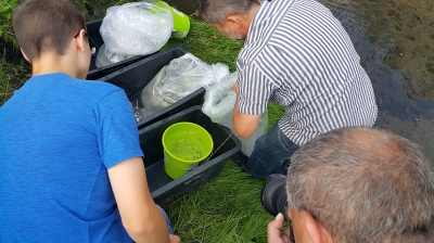 To pierwsze ryby w Szczawniku od co najmniej dwóch stuleci [ZDJĘCIA] - 5