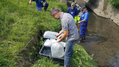 To pierwsze ryby w Szczawniku od co najmniej dwóch stuleci [ZDJĘCIA] - 6